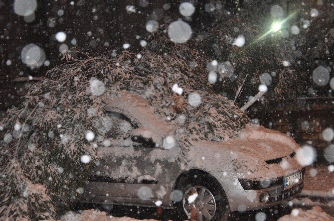 Giresun’da Karın Ağırlığına Dayanamayan Ağaçlar Devrildi