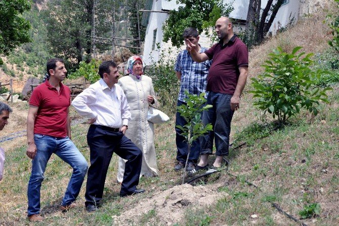Gümüşhane’de Ceviz Fidanları Toprakla Buluştu