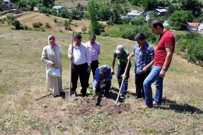 Gümüşhane’de Ceviz Fidanları Toprakla Buluştu