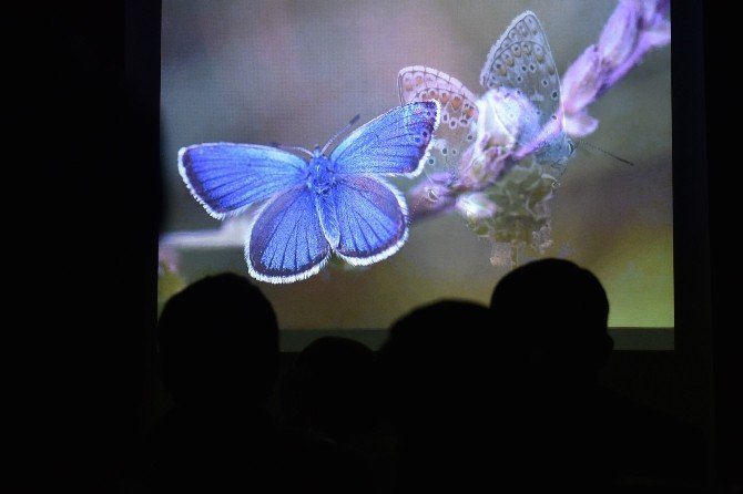 Trabzon Fotografevinde Kelebek Sunumu