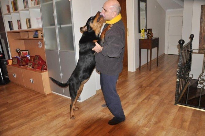 Köpeğe Ötenazi Uygulayan Doktor Hakkında Suç Duyurusu