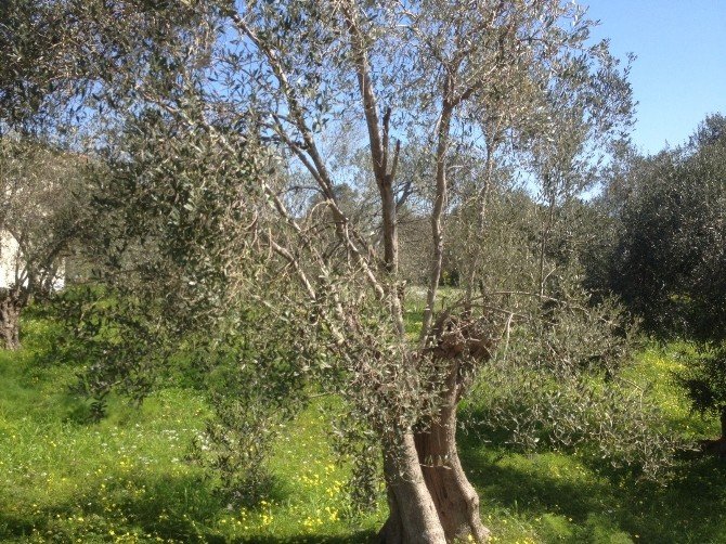 Zeytin Üreticisine “Halkalı Leke” Uyarısı