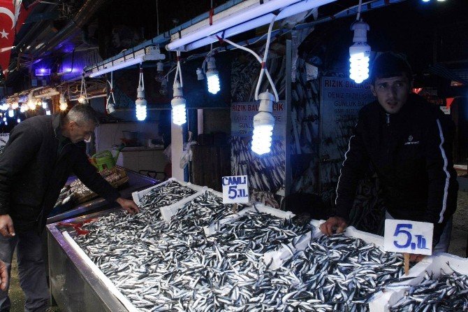Karadeniz’de Hamsi Bereketi Yaşanırken Palamut Kayboldu