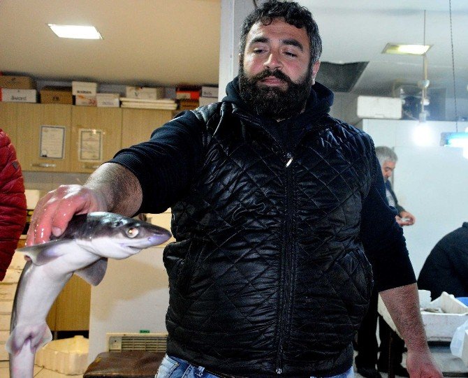 Hamsinin Peşine Takılan Köpek Balığı Balıkçı Ağlarına Takıldı