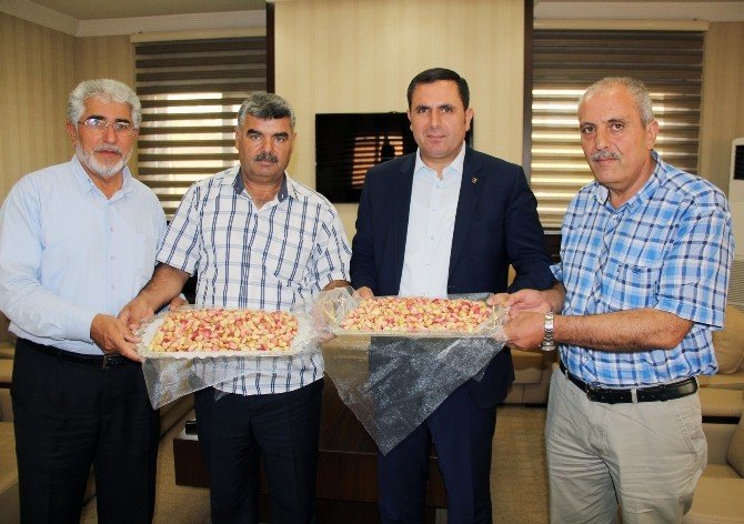 Yılın İlk Antepfıstığı Olgunlaştı