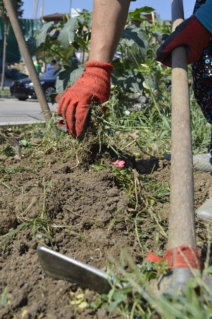 Sonbahar Çiçekleri Ekilen Refüjler Kenelere Karşı İlaçlanıyor