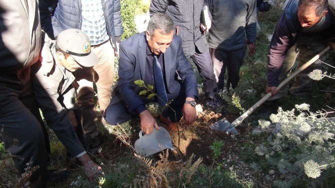 Yanan Orman Alanlarına Ceviz Fidanı Dikiliyor