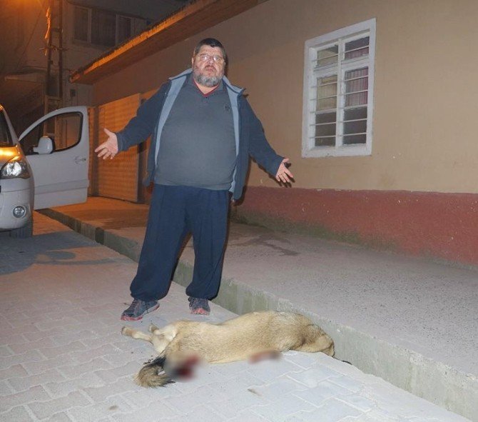 Sokak Köpeklerini Tüfekle Vurdular