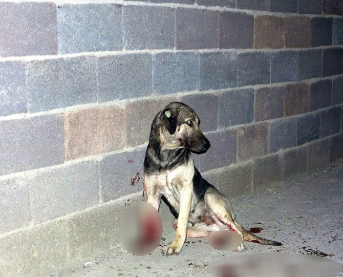 Sokak Köpeklerini Tüfekle Vurdular