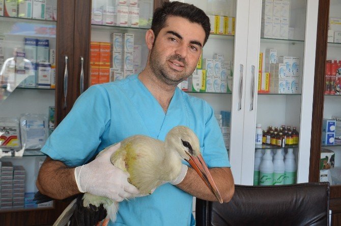Yaralı Leylek Koruma Altına Alındı