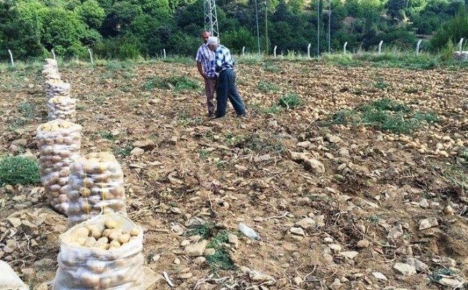 Yaylada Patates Hasadı Başladı