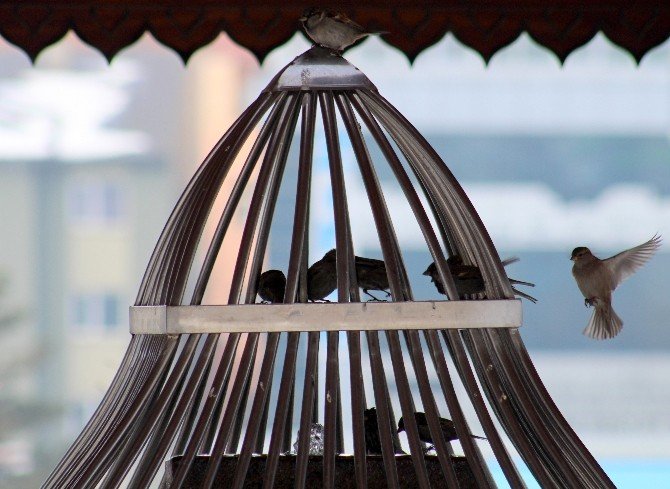 Serçelerin Eksi 7 Derecede Banyo Keyfi