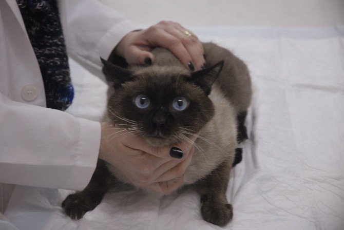 "Kedi Sahipleri Mart Ayına Dikkat Etmeli"