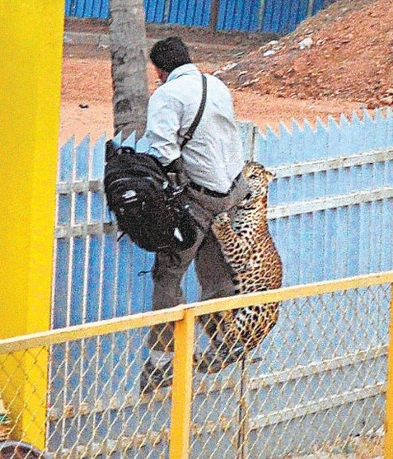 Leopar Okula Girdi, 6 Kişiyi Yaraladı
