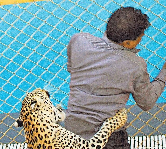 Leopar Okula Girdi, 6 Kişiyi Yaraladı