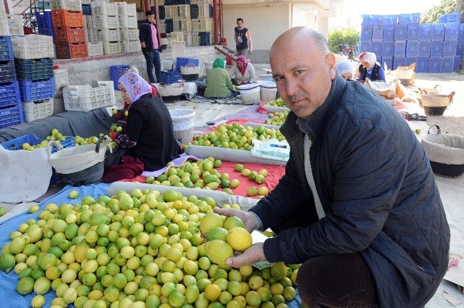 Krizin Teğet Geçtiği Limonun Fiyatı Yeniden Tırmanıyor