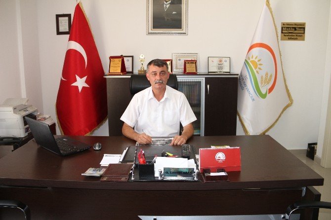 Mut, Zeytin Ve Zeytinyağında Altın Yılını Yaşıyor