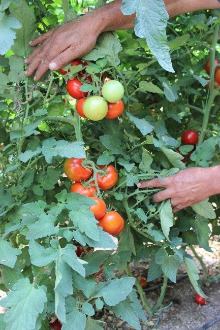 Sarıcakaya Tarımda Başarısını Katlayacak