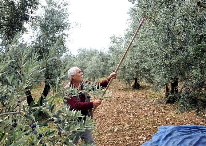Osmangazi’den Zeytin Yağı Üreticisine Destek