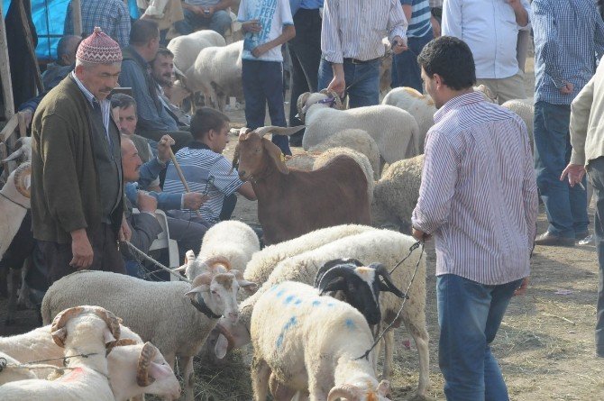 Şap Salgını Sona Erdi, İnegöl Hayvan Pazarı Açılıyor