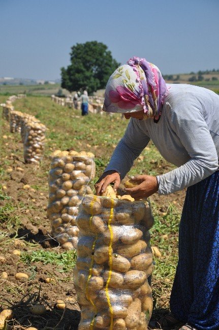 Patates Fiyatları Güldürdü, Rekolte Üzdü