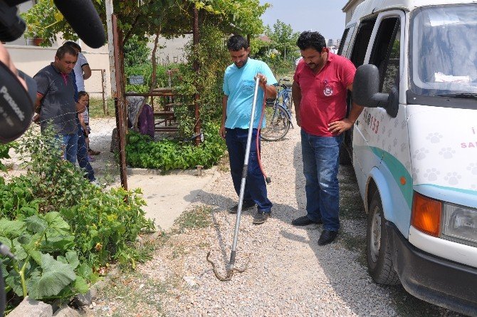 İnegöl’de Yılan Paniği