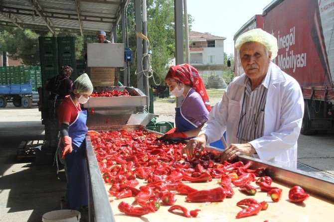 İnegöl’den Hollanda’ya Salça İhracatı