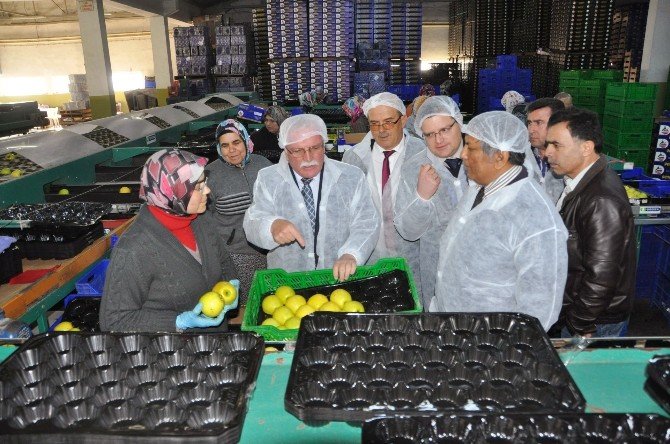 Elmada Yeni Rota, Arap Ülkeleri