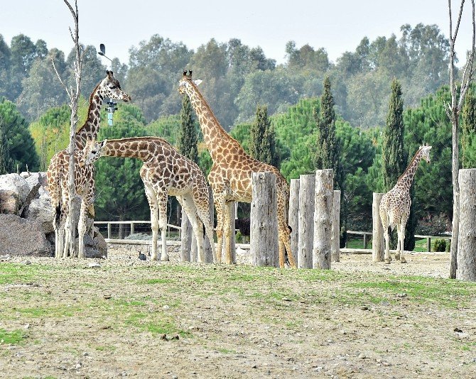 Doğal Yaşam Parkı’nın "Altın Kızları"