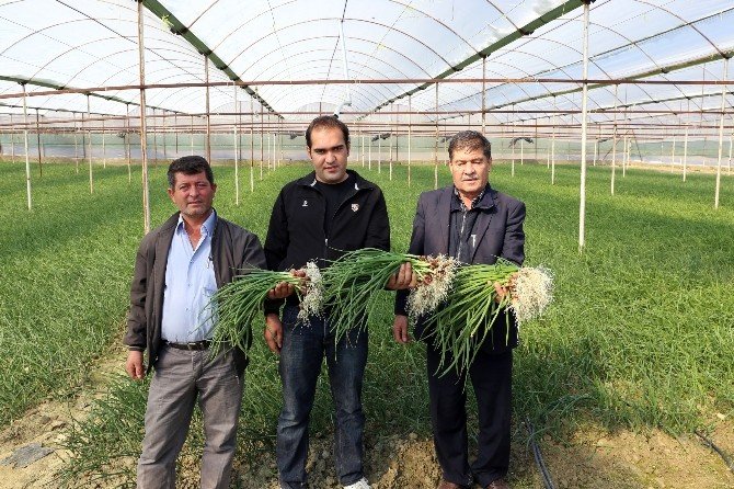 Köylüye Sera, Orman Teşkilatından