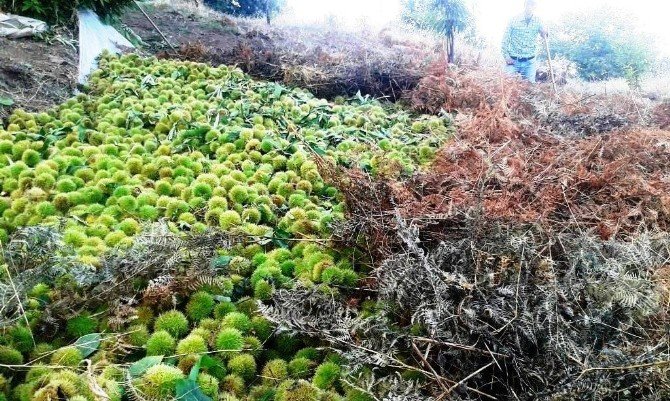 Kestane Üreticisini Hem Hastalık, Hem De İhracat Vurdu