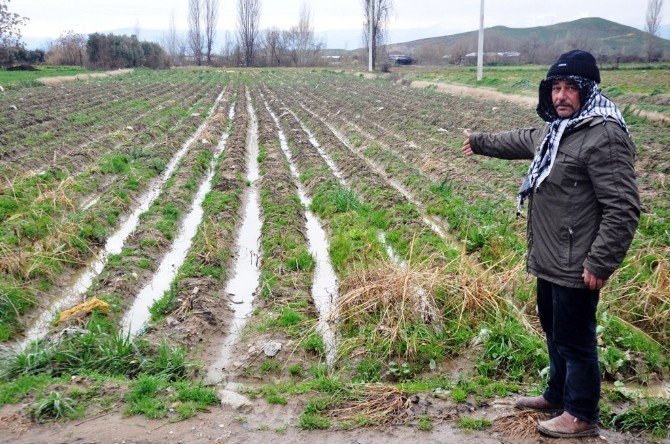 Geç Gelen Yağmur Patates Üreticisini Vurdu