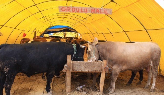 İzmit’te Kurbanlık Satıcılarından Fiyat Garantisi