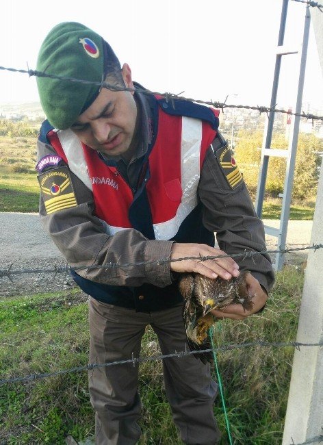 Yaralı Şahine Jandarma Şefkati
