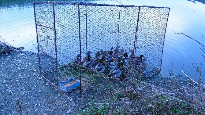 Milli Park Ekipleri Kaçak Avcılara Göz Açtırmıyor