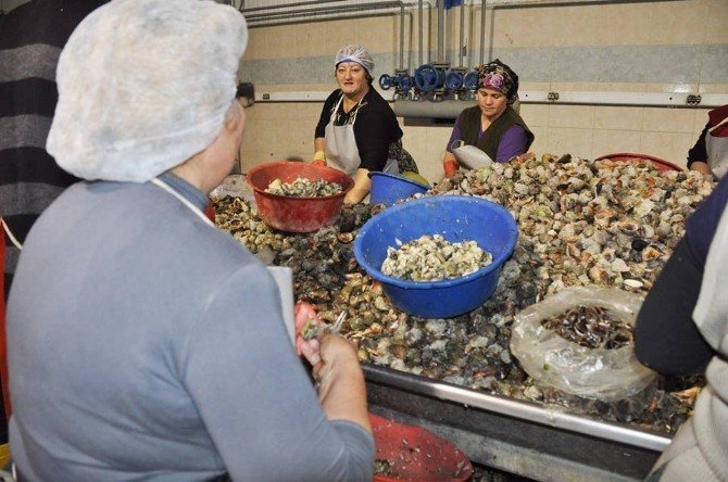 Sinop’tan Uzak Doğu’ya Deniz Salyangozu İhracatı