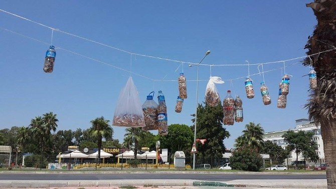 Kadınlar Sahile Atılan İzmaritleri Palmiye Ağacında Sergiledi
