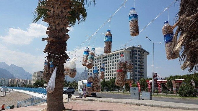 Kadınlar Sahile Atılan İzmaritleri Palmiye Ağacında Sergiledi