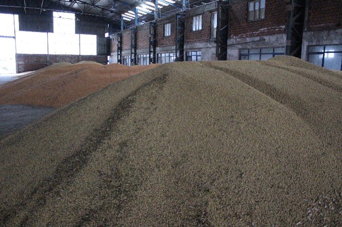 2 Milyon Tonluk Soya İthalatına Bakanlık El Attı