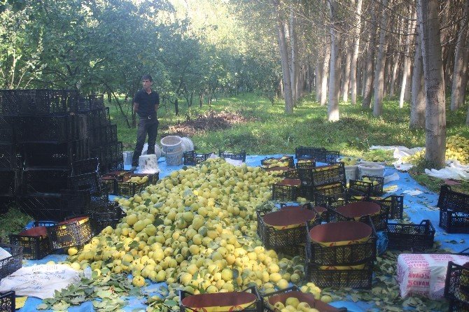 Kahramanmaraş’ta Ayva Hasadı Başladı