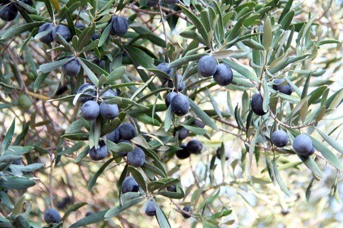 Kahramanmaraş Zeytini Fiyatları Düşürdü