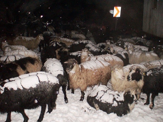 Artvin’de Kar Nedeniyle Yaylada Mahsur Kalan Çobanlar Ve Sürüleri Kurtarıldı