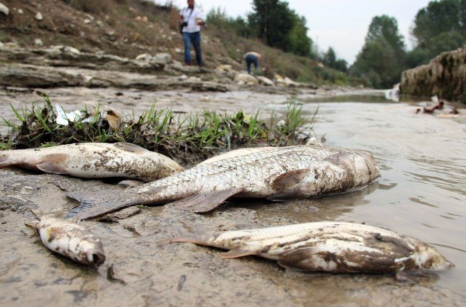 Karabük’te Esrarengiz Balık Ölümleri