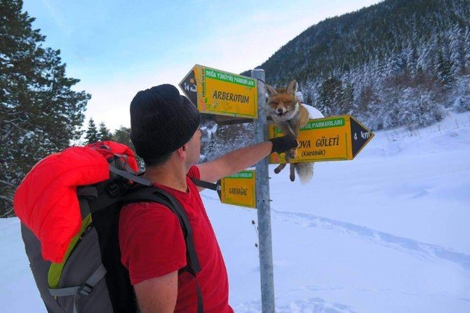 Silahla Vurdukları Tilkiyi Yön Tabelasına Astılar
