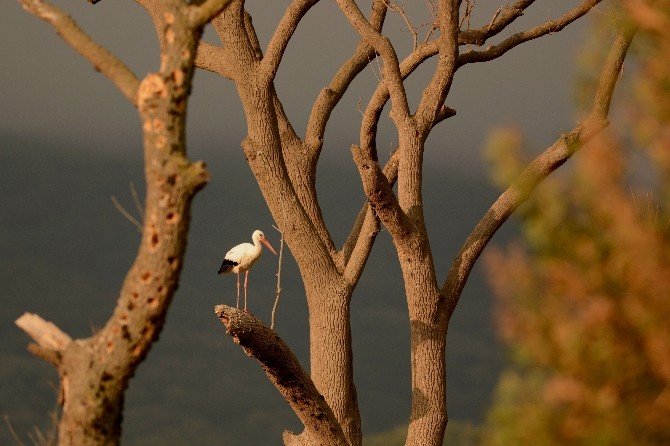 Karacabey Longozu ’National Geographic’te