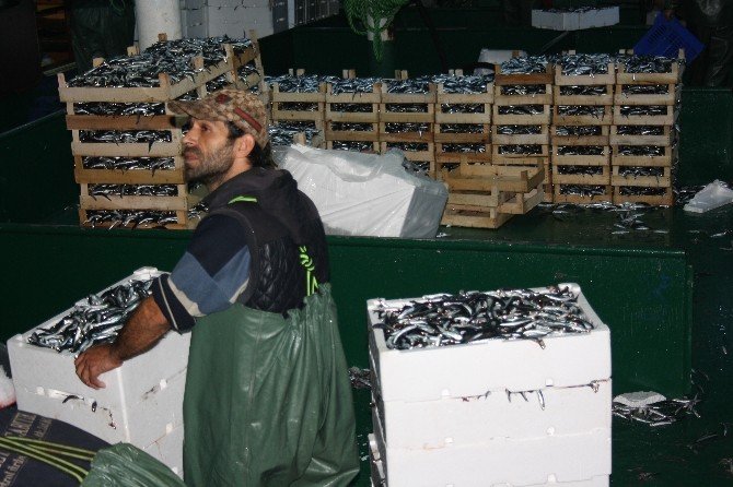 Hamsi Bolluğu Balıkçıların Yüzünü Güldürdü