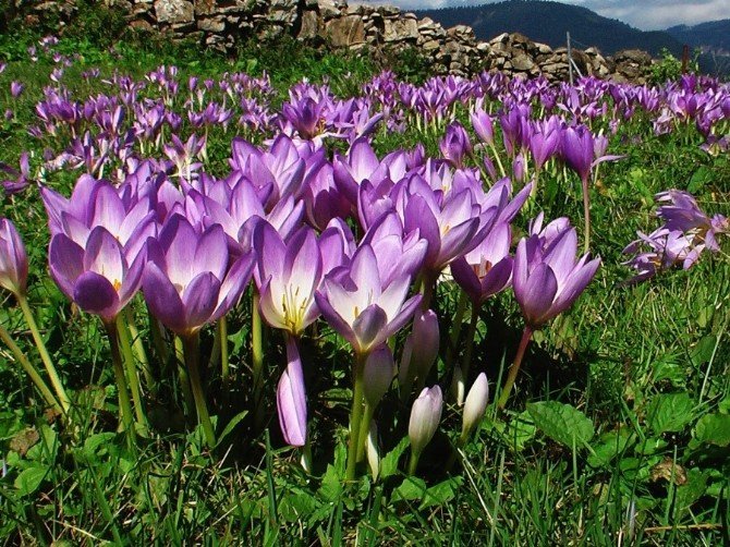Karadeniz Yaylalarında ‘Vargit’ler Açtı