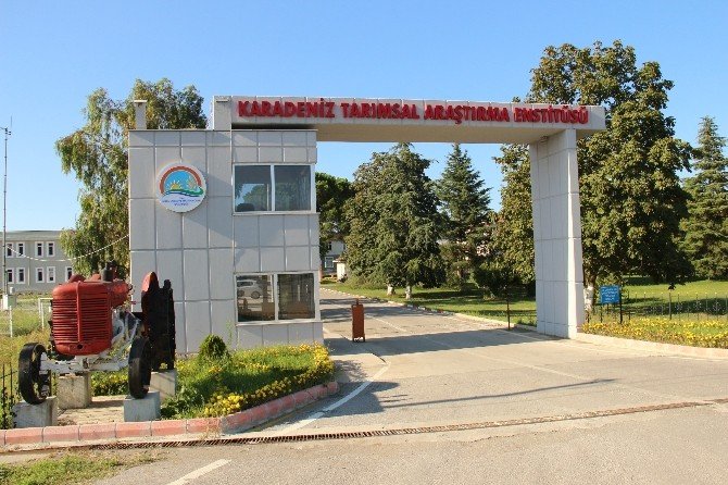 Karadeniz’de Yaşanan ’Vampir Kelebek’ Tartışmasına Son Nokta