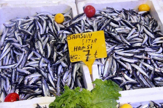 Samsun’da Hamsi 8 Lira
