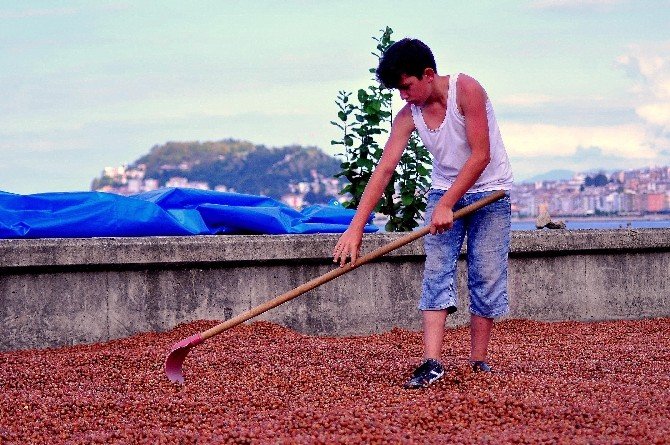 Fındık Üreticisi Umduğunu Bulamadı
